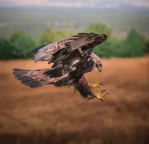 A golden eagle in mid-flight, showcasing its powerful wings and sharp talons, set against a blurred nature background. jigsaw puzzle
