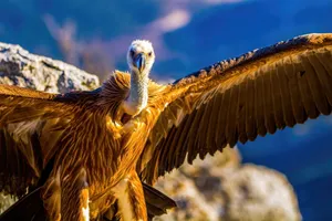 Close-up of a vulture spreading its wings in Verdon, showcasing nature's majesty. jigsaw puzzle
