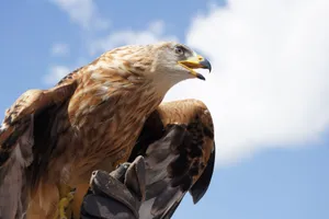 A striking close-up of a golden eagle poised in flight against a bright sky. jigsaw puzzle
