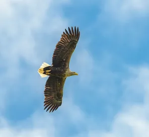 A majestic white-tailed sea eagle soaring high with wings fully spread against a blue sky. jigsaw puzzle