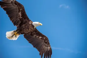 A stunning bald eagle soaring gracefully through a clear, blue sky. jigsaw puzzle