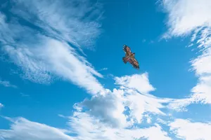 High-flying eagle-shaped kite soaring against a vivid blue sky with white clouds. jigsaw puzzle