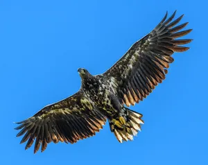 White-tailed eagle spreads its wings against a vivid blue sky, showcasing powerful flight. jigsaw puzzle