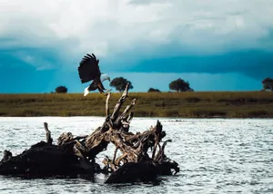 A bald eagle landing on driftwood in a serene lake, symbolizing strength and freedom. jigsaw puzzle