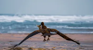 Eagle flying over the sandy beach with ocean waves in the background, capturing wildlife essence. jigsaw puzzle
