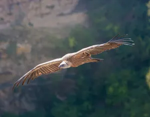 A Griffon Vulture soaring gracefully over a lush canyon landscape on a sunny day. jigsaw puzzle
