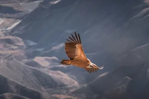 A griffon vulture glides gracefully over mountainous terrain in daylight. jigsaw puzzle