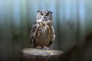 Close-up of a Eurasian Eagle-Owl perched on a tree stump in a forest setting. jigsaw puzzle