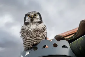 Stunning close-up of a Northern Hawk-Owl perched on a rooftop in Vääna, Estonia, showcasing wildlife beauty. jigsaw puzzle