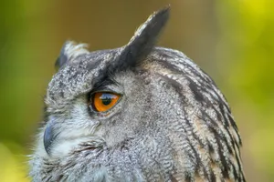 Stunning close-up of a Eurasian eagle-owl's eye and plumage in Italy's natural setting. jigsaw puzzle