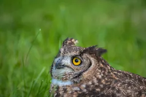 A Eurasian Eagle-Owl resting on a grassy field in Italy, showcasing its striking yellow eyes. jigsaw puzzle
