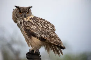 Detailed image of an Eurasian Eagle-Owl perched, showcasing its striking feathers and intense gaze. jigsaw puzzle