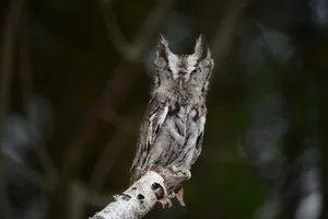 Eastern screech owl perched on a birch branch in a forest setting. jigsaw puzzle