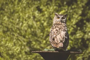 A majestic Eurasian Eagle-Owl perched on a stand outdoors with a blurred green foliage background. jigsaw puzzle