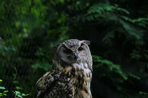 Close-up of a Eurasian Eagle-Owl in natural forest habitat during the day. jigsaw puzzle