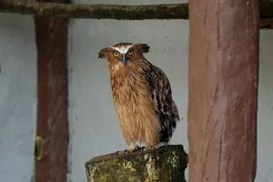 A majestic eagle-owl with piercing yellow eyes perched inside a rustic enclosure. jigsaw puzzle