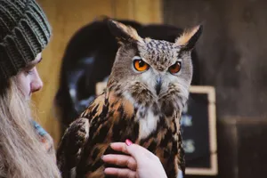 Close-up view of an Eurasian Eagle-Owl being gently held by a person. Captivating stare. jigsaw puzzle