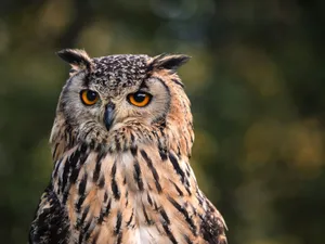 Close-up of a Eurasian eagle-owl with striking eyes captured in Broomfield, England. jigsaw puzzle