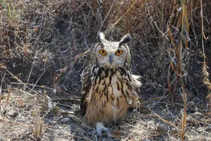 A majestic Eurasian Eagle-Owl displaying its striking orange eyes amidst dry grass. jigsaw puzzle