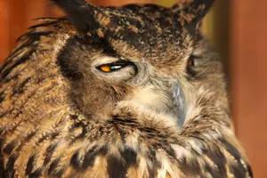 Intense close-up of an owl showcasing its striking feathers and intense gaze. jigsaw puzzle