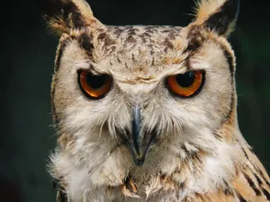 Detailed close-up of a Eurasian eagle-owl with striking orange eyes and detailed plumage. jigsaw puzzle