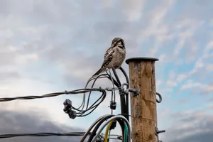 A Northern Hawk-Owl perched on electrical lines in Vääna, Estonia under a cloudy sky. jigsaw puzzle