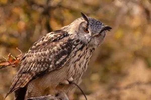 A captivating close-up of a Eurasian eagle-owl perched with striking orange eyes against an autumn backdrop. jigsaw puzzle