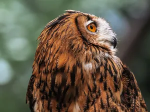 Detailed close-up of a Eurasian Eagle-Owl showcasing its vivid plumage and piercing gaze. jigsaw puzzle