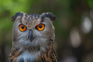 Intense close-up of a Eurasian Eagle-Owl with striking orange eyes. jigsaw puzzle