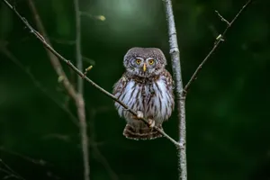 Eurasian Pygmy Owl (Glaucidium passerinum) perched on branch with blurred green background. jigsaw puzzle