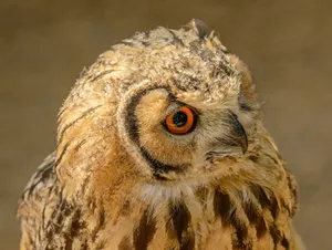 Detailed close-up portrait of an owl showcasing its striking orange eyes and intricate feathers. jigsaw puzzle