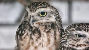 Detailed close-up of two owls showcasing their striking eyes and intricate feather patterns. jigsaw puzzle