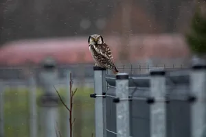 Northern hawk owl perched on a fence in Vääna, Estonia during a serene daylight setting. jigsaw puzzle
