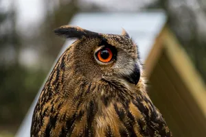 Detailed close-up of an Eurasian Eagle-Owl with striking orange eyes. Perfect for bird enthusiasts. jigsaw puzzle
