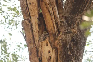 Two spotted owlets peeking from a tree trunk hole in Odisha, India jigsaw puzzle