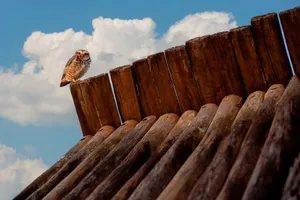 Captivating image of a burrowing owl perched on a rustic wooden fence, under a bright sky. jigsaw puzzle