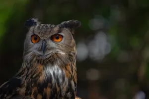 A striking close-up of an Eurasian Eagle-Owl showcasing its vivid orange eyes and detailed plumage on a blurred natural background. jigsaw puzzle