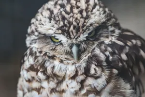 Intense stare of a little owl showcasing its exquisite feather pattern. jigsaw puzzle