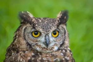 Detailed portrait of a Great Horned Owl with vivid yellow eyes in a natural setting in Italy. jigsaw puzzle