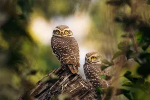Two spotted owlets perch on a tree branch, surrounded by lush greenery and natural light. jigsaw puzzle