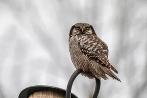 Close-up of a Northern Hawk Owl perched outdoors on a metal pole. jigsaw puzzle