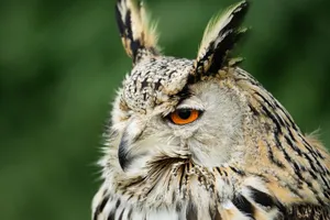 Detailed portrait of a Eurasian Eagle-Owl with striking orange eyes against a soft green background. jigsaw puzzle