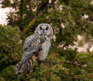 A long-eared owl (Asio otus) perched on a tree branch with vibrant foliage, showcasing wildlife beauty. jigsaw puzzle
