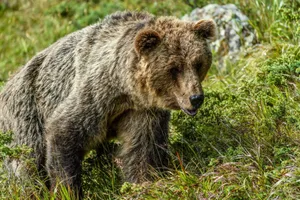 A detailed view of a grizzly bear roaming in the wilderness, surrounded by lush greenery. jigsaw puzzle