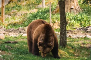 A grizzly bear grazing in a lush woodland area during the day. jigsaw puzzle
