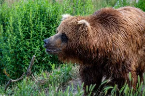 Close-up of a grizzly bear in lush greenery showing its majestic fur and presence in the wild. jigsaw puzzle