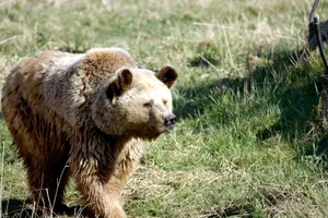 A majestic grizzly bear walking through green grass in the wild, showcasing natural wildlife. jigsaw puzzle