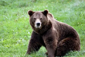 A powerful brown bear sits on lush green grass in a natural setting. jigsaw puzzle