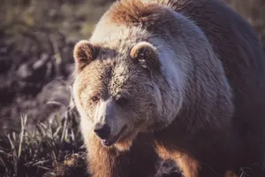 A powerful grizzly bear (Ursus arctos horribilis) foraging in its natural habitat during the daytime. jigsaw puzzle