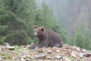A brown bear lies in the forest, showcasing the wilderness and natural habitat. jigsaw puzzle